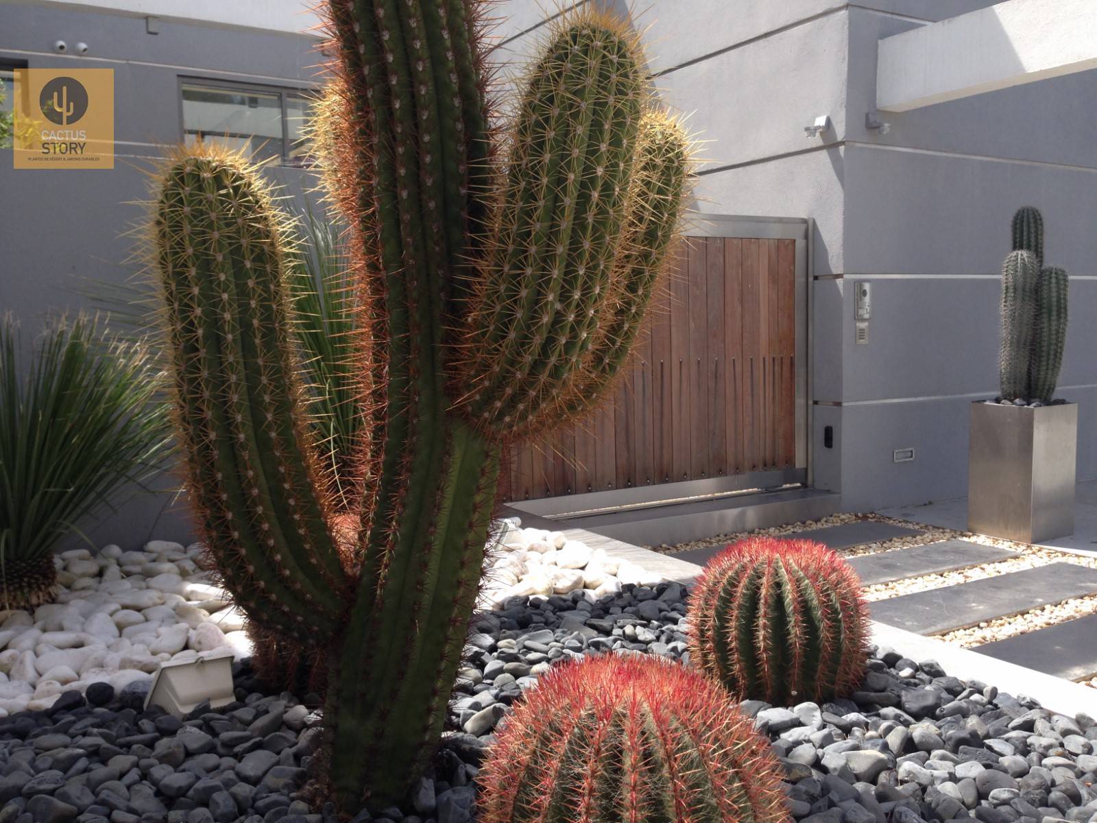 cactus story creation Aix en Provencevence